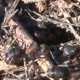 Ants Nest - VideoHive Item for Sale