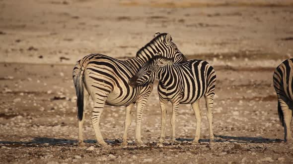 Plains Zebras Grooming - Etosha