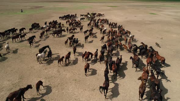 Horses Pasture Enjoying