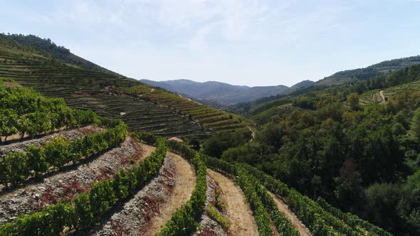 Famous Vineyards Douro Valley Porto Wine Region Portugal