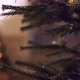 Branches of Christmas Tree in Evening - VideoHive Item for Sale