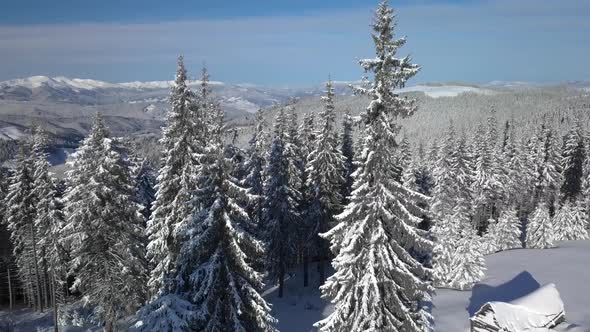 Flying Over the Forest and Mountains in Winter