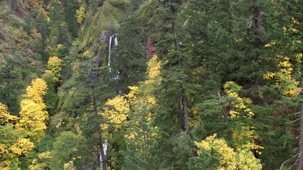 Aerial panning view over trees in Fall