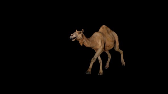 Camel Run Front