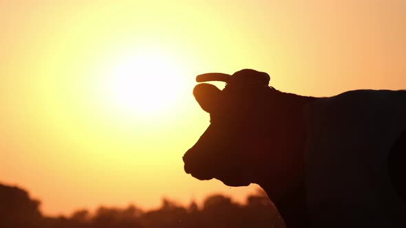 Cow on the Farm Slow Motion Silhouette of an Animal