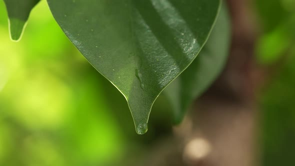 Water Drops on a Leaf 52