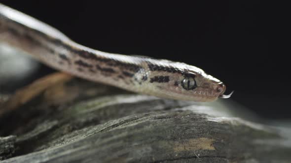 Brown Viper Snake on a Tree