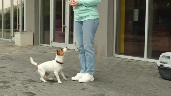 Caucasian Woman Trains Her Dog Outdoors