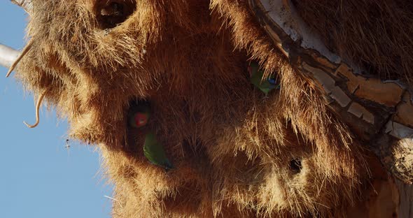 Wild birds of Namibia, quiver tree with a big nest of parrots, colorful, 4k