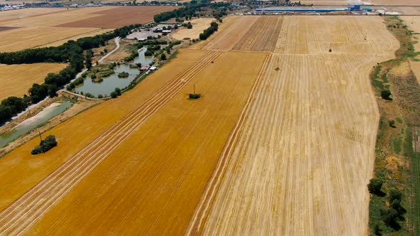 Aerial view of Combine Harvester Harvesting Barley In Agricultural Field