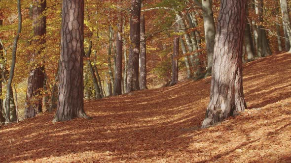 Many Leaves are Falling on a Colorful Autumnal Path