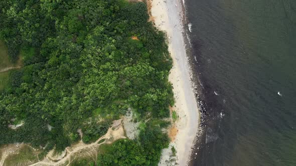 Baltic Coastline with Green Summer Forest and the Sea