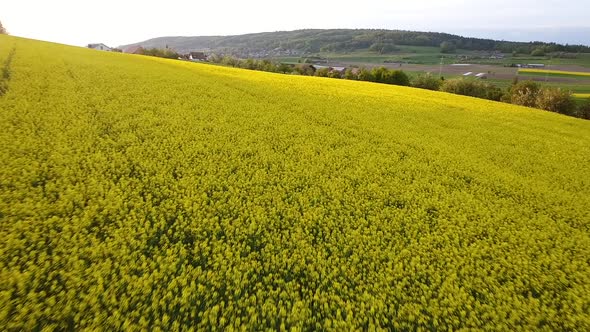 Aerial video of yellow fields in Regensberg, Switzerland during spring.