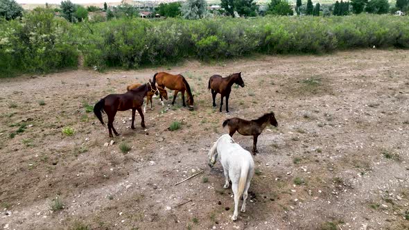 Horse ranch high in the mountains of Cappadocia Aerial view 4 K