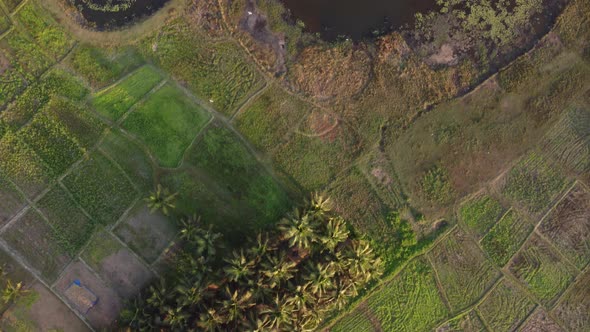 Aerial view of farmland nearby river in Kerala