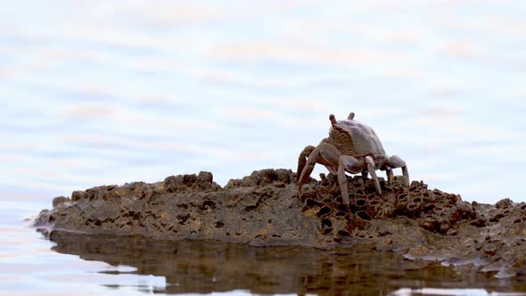 Neohelice granulata sitting on rock in intertidal zone; vivid silhouette against background
