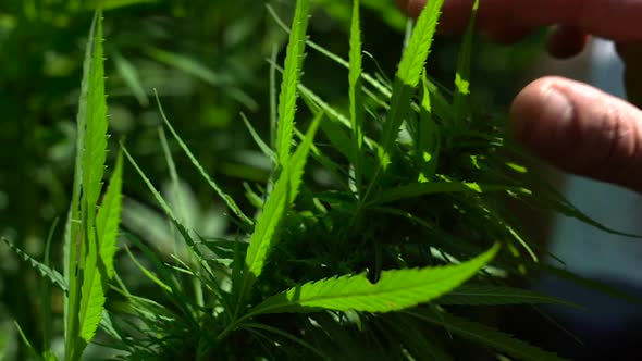 (Slow Motion) Person Plucking Top of Cannabis