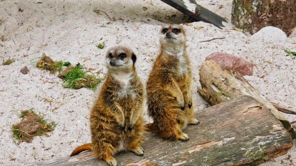 Pair Of Meerkats Standing On A Log Being Watchful. Close Up Shot