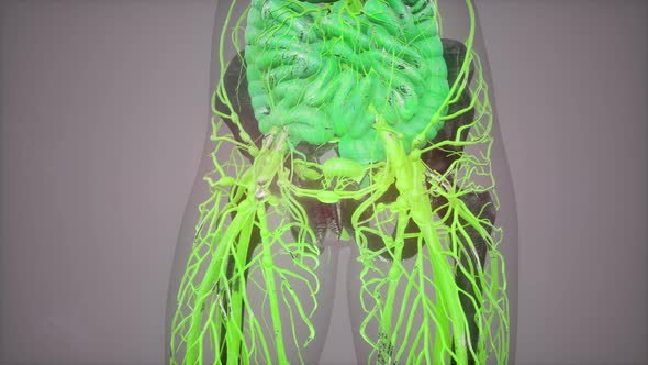 Anatomy Tomography Scan of Human Body alt