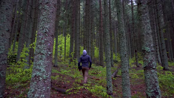 Man Walking In Deep Forest. Young man whit a gray hat walking in the pine forest. Spring season.