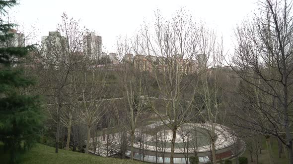 Leafless Trees in the City Park in Autumn 4K