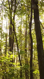 Vertical Video Autumn Forest with Trees By Day