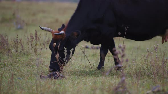 Wild cow eating at the grassland