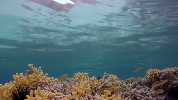 Colorful Underwater Coral Reef