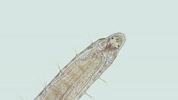 worm Polychaeta Polyophthalmus sp. under a microscope, Ophelliidae family