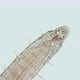 worm Polychaeta Polyophthalmus sp. under a microscope, Ophelliidae family - VideoHive Item for Sale