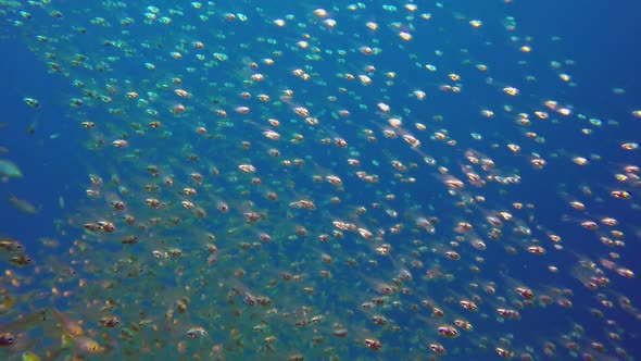 Underwater Glassfish with Blue Water Background