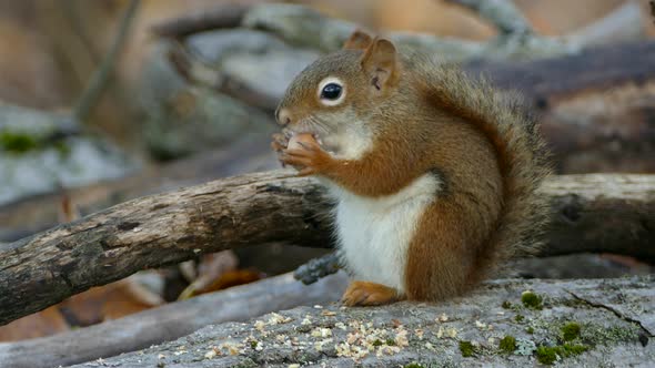 Tiny Cute Baby Brown White Breasted Squirrel Nibbles Perched on Log Eating Acorn