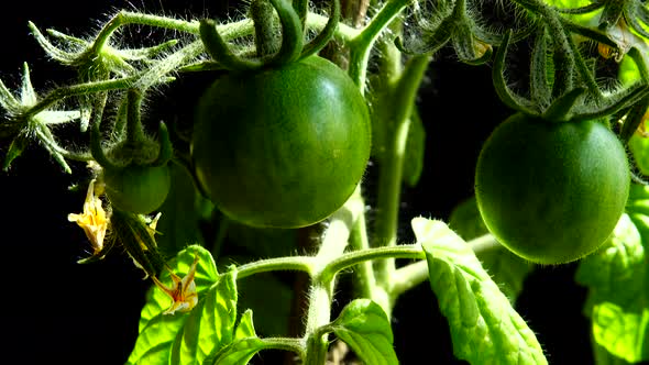 Tomato bush with flowers and fruits on a black background.