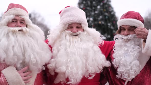 Three Santa Clauses Make a Photo Shoot Near the Christmas Tree