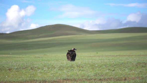 A Free Wild Cinereous Vulture Bird in Natural Habitat of Green Plateau