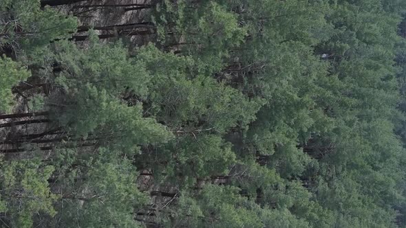 Vertical Video of Green Pine Forest By Day Aerial View