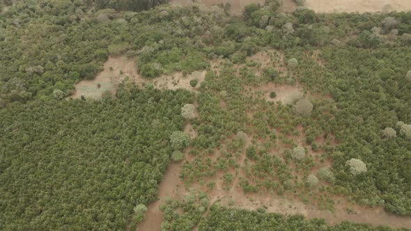 Slopes of Kilimanjaro forest aerial drone view above the Kenya countryside flyover