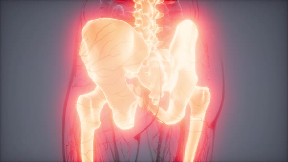 Transparent Human Body with Visible Bones alt