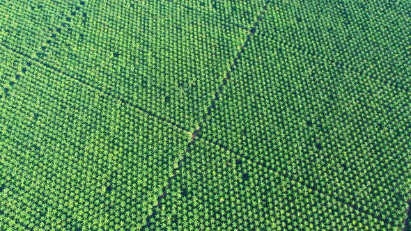 4K : Aerial view over a palm trees. palm plantation