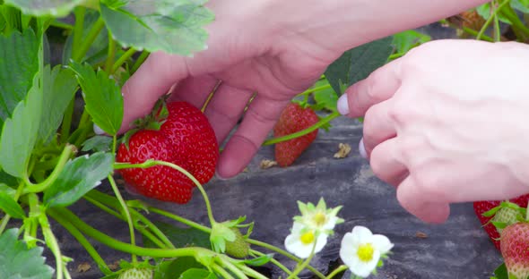 Close Up of Female Hands Picking Ripe Organic Strawberries