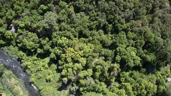 Flying over river and forest looking down