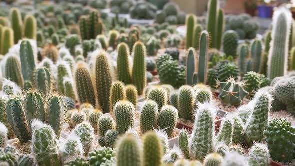 View of wide variety of flowering plants from Cactus family for indoor decoration. Close up.