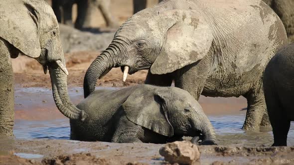 Playful African Elephant Calves