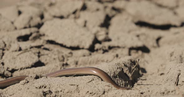 Anguis Fragilis Is A Legless Lizard Reptile Native To Eurasia