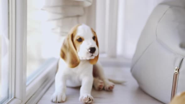 Small Cute Beagle Puppy Siitng on Floor and Barking in Slowmotion