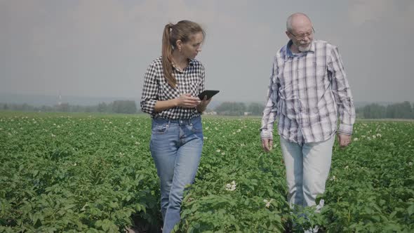 Farmers in agricultural potato field