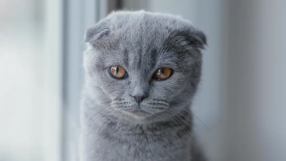 Closeup Portrait of Lopeared British Kitten