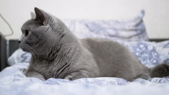 Gray Fluffy British Cat Lies in Room on the Bed Looking at the Camera Resting