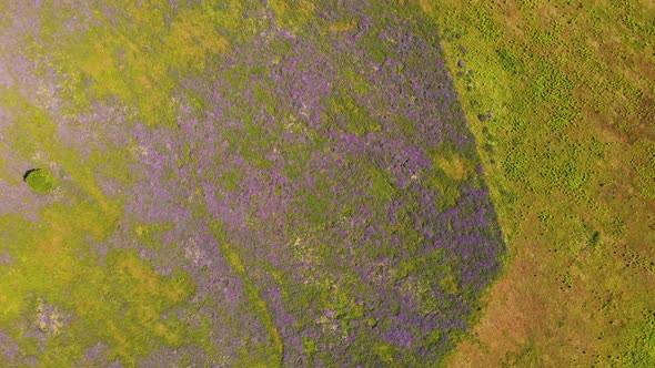 Purple Flowers and Green Grass in a Wide Field Seen From Above