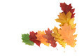Beautiful autumnal leaves on a white. - PhotoDune Item for Sale